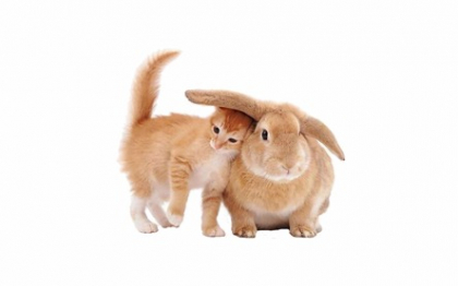 gallery/cat-and-bunny-friends-b